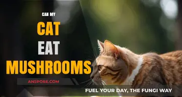 Can Cats Eat Mushrooms? Safety Tips for Feline Diets