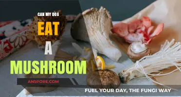 Can Dogs Eat Mushrooms? Safety Tips for Pet Owners