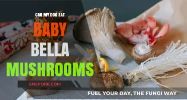 Can Dogs Safely Eat Baby Bella Mushrooms? A Pet Owner's Guide