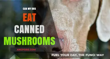 Can Dogs Eat Canned Mushrooms? Safety Tips for Pet Owners