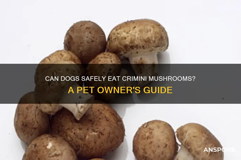 can my dog eat crimini mushrooms