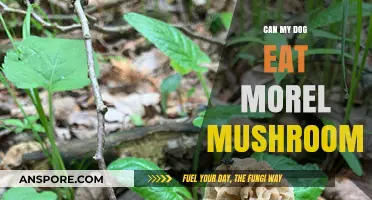 Can Dogs Safely Eat Morel Mushrooms? A Pet Owner's Guide