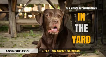 Can Dogs Eat Yard Mushrooms? Safety Tips for Pet Owners