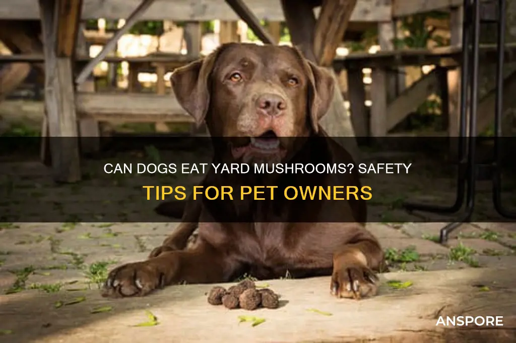 can my dog eat mushrooms in the yard