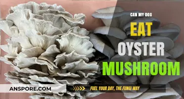 Can Dogs Safely Eat Oyster Mushrooms? A Pet Owner's Guide