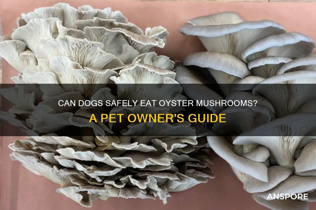 can my dog eat oyster mushrooms