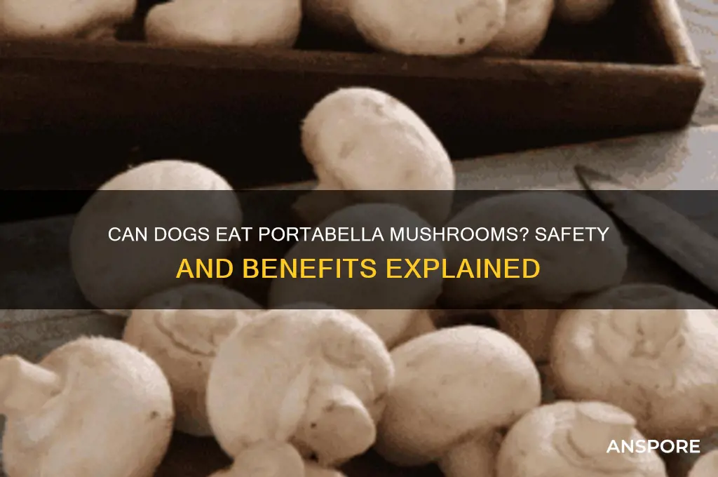 can my dog eat portabella mushrooms