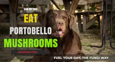 Can Dogs Eat Portobello Mushrooms? A Safe Feeding Guide