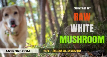 Can Dogs Safely Eat Raw White Mushrooms? A Pet Owner's Guide