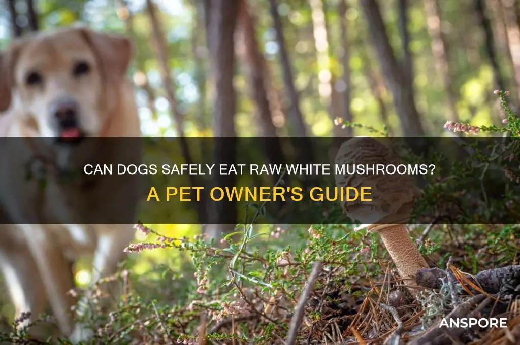 can my dog eat raw white mushrooms