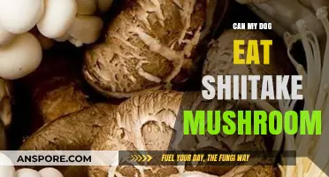 Can Dogs Safely Eat Shiitake Mushrooms? A Pet Owner's Guide