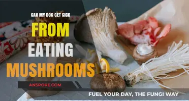 Can Dogs Safely Eat Mushrooms? Risks and Symptoms to Watch For