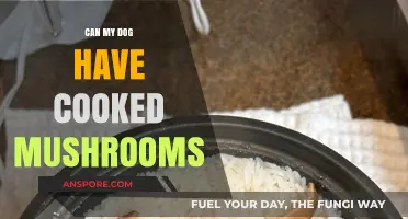 Can Dogs Eat Cooked Mushrooms? Safety Tips for Pet Owners