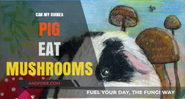 Can Guinea Pigs Eat Mushrooms? A Safe Diet Guide