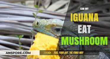 Can Iguanas Safely Eat Mushrooms? A Pet Owner's Guide