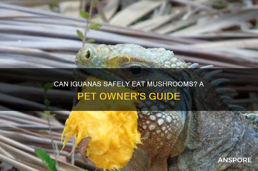 can my iguana eat mushrooms