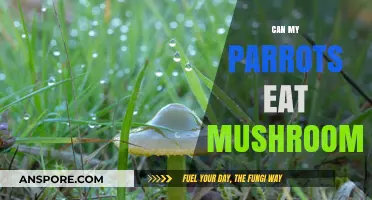 Can Parrots Eat Mushrooms? Safe or Toxic for Your Feathered Friend?