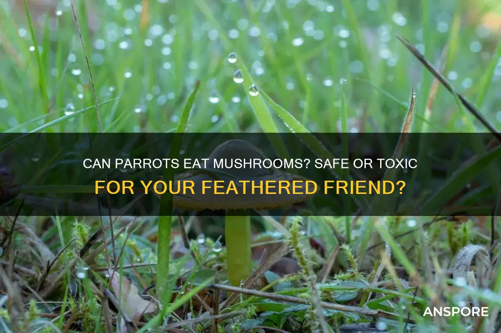 can my parrots eat mushrooms