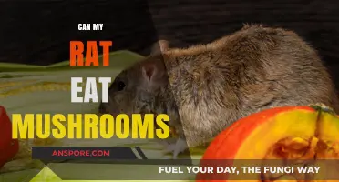 Can Rats Safely Eat Mushrooms? A Pet Owner's Guide