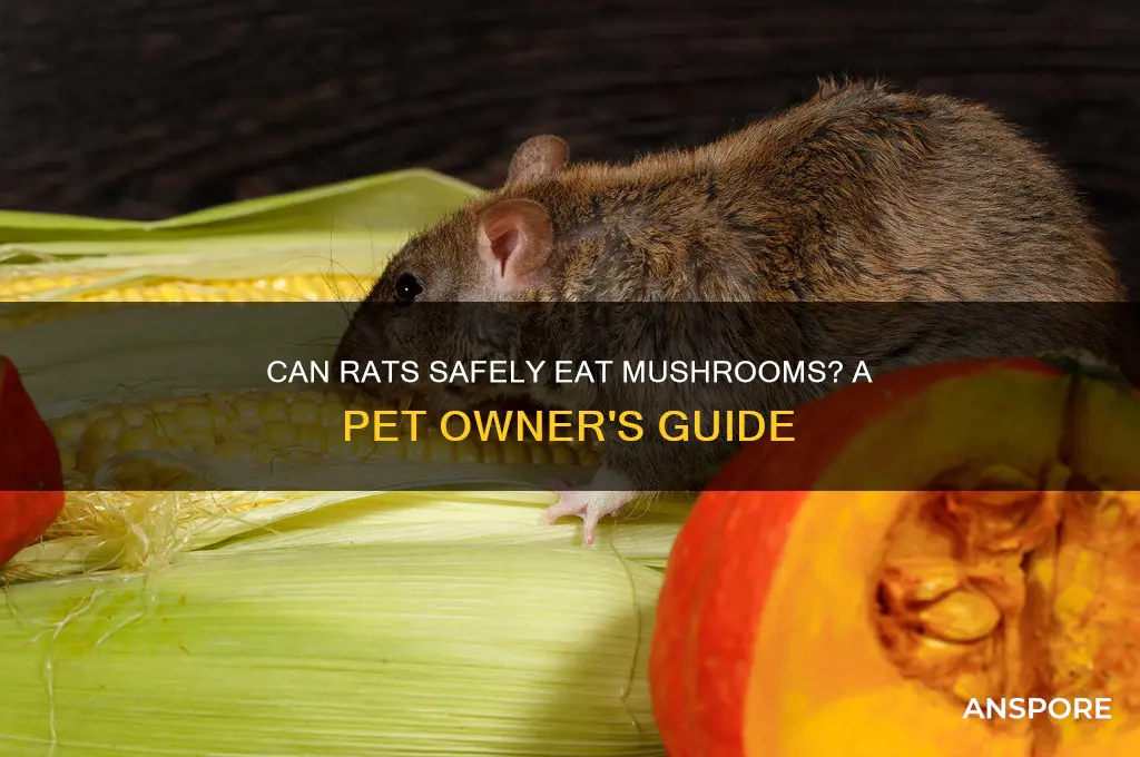 can my rat eat mushrooms