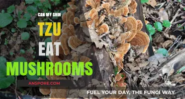 Can Shih Tzus Eat Mushrooms? A Safe Diet Guide for Owners