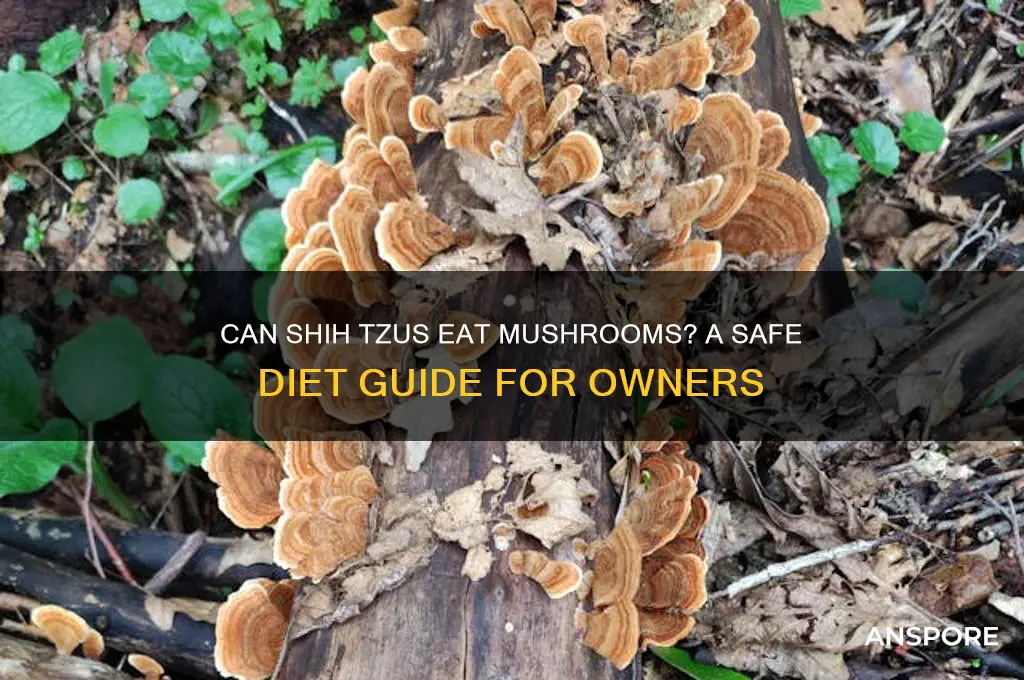 can my shih tzu eat mushrooms