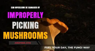 Improper Mushroom Harvesting: Risks of Damaging Mycelium Networks Explained