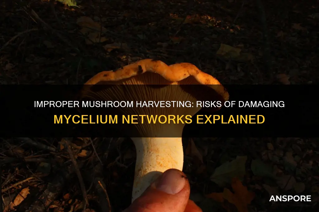 can mycelium be damaged by improperly picking mushrooms