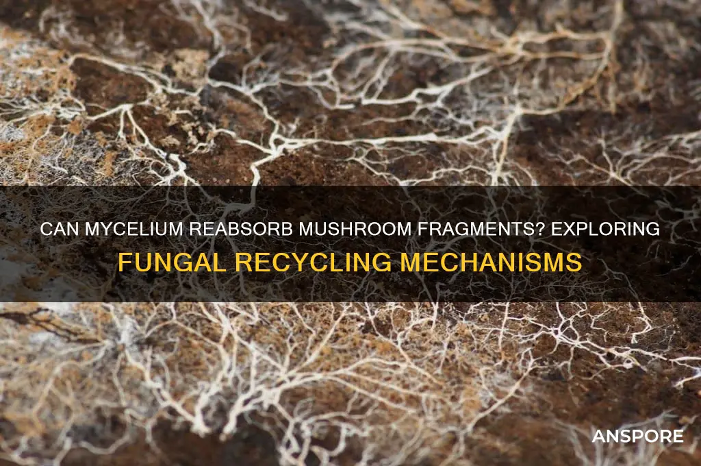 can mycelium reabsorb bits of mushroom