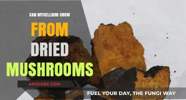 Can Mycelium Thrive from Dried Mushrooms? Exploring Fungal Revival Potential