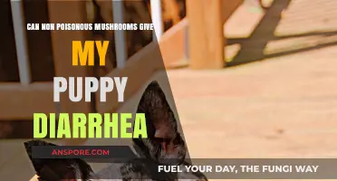 Can Non-Poisonous Mushrooms Cause Diarrhea in Puppies? Find Out