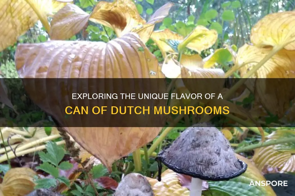 can of dutch mushrooms