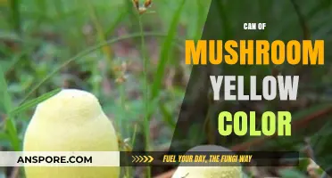 Why Your Can of Mushrooms Turned Yellow: Causes and Solutions