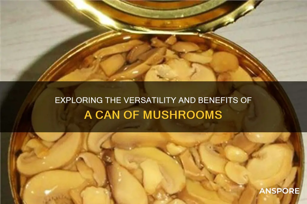 can of mushroom