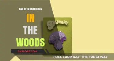 Mysterious Can of Mushrooms Discovered Deep in the Enchanted Woods