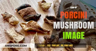 Captivating Can of Porcini Mushrooms: A Visual Feast Unveiled