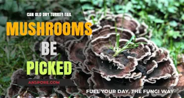 Reviving Old Dry Turkey Tail Mushrooms: Can They Still Be Harvested?
