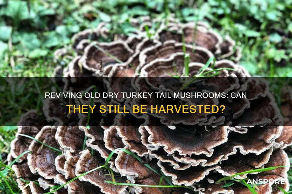 can old dry turkey tail mushrooms be picked