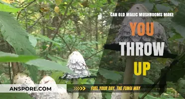 Old Magic Mushrooms: Nausea Risks and What You Need to Know