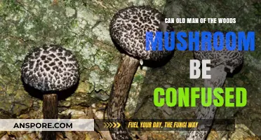 Old Man of the Woods Mushroom: Identifying Look-Alikes and Avoiding Confusion