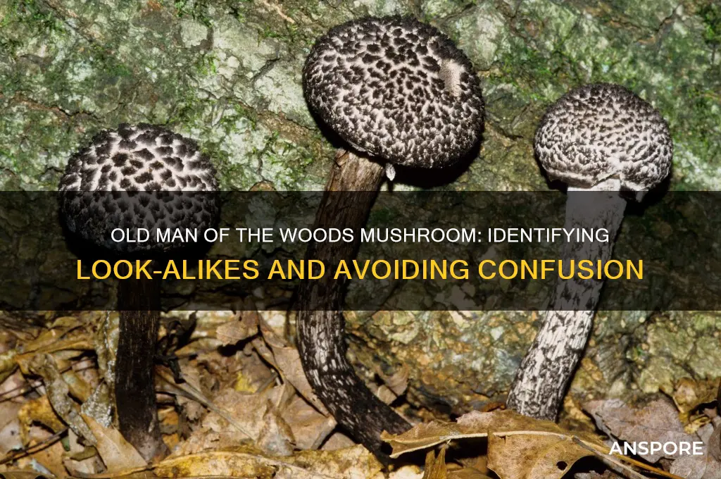 can old man of the woods mushroom be confused