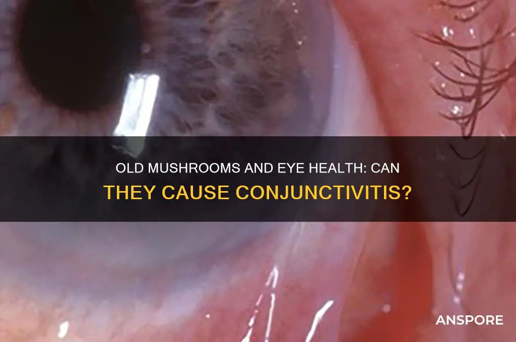can old mushrooms give you conjunctivitis