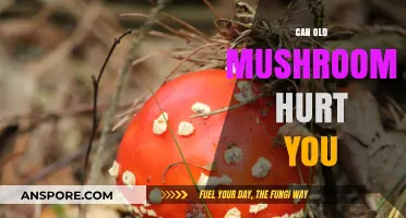Can Old Mushrooms Be Harmful? Risks and Safety Tips