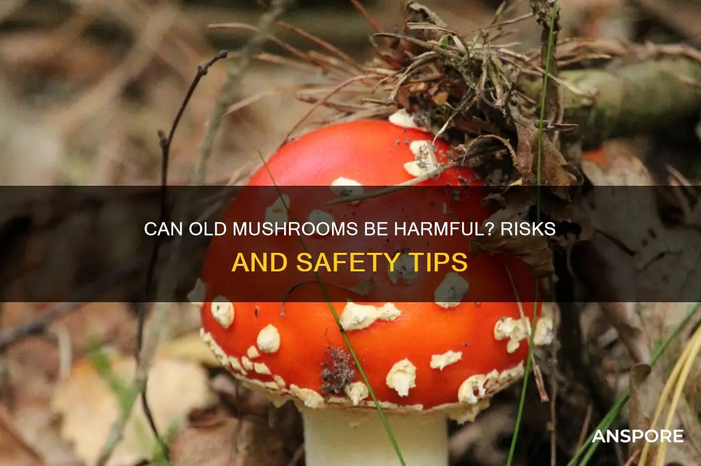 can old mushrooms hurt you