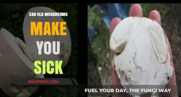 Can Old Mushrooms Make You Sick? Risks and Symptoms Explained