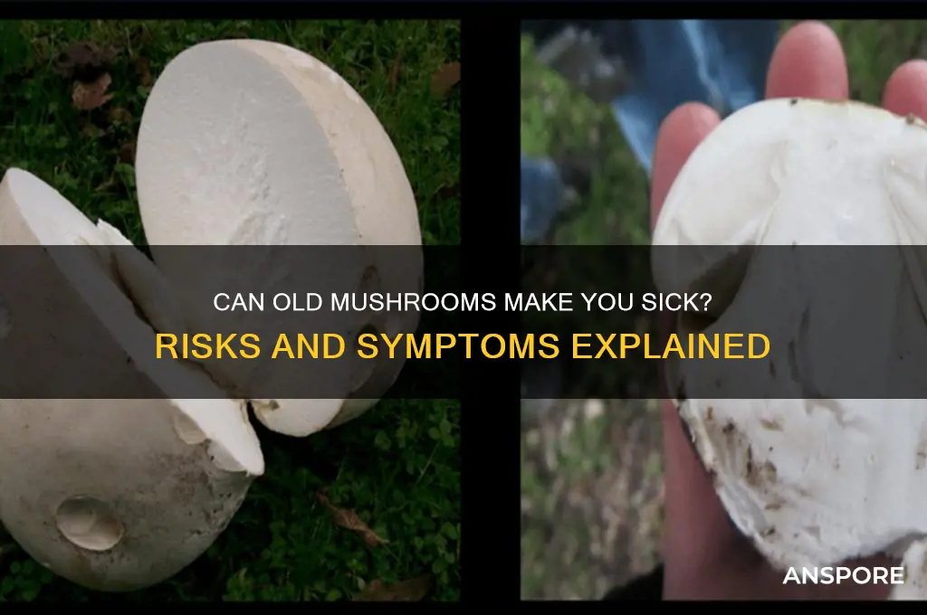 can old mushrooms make you sick