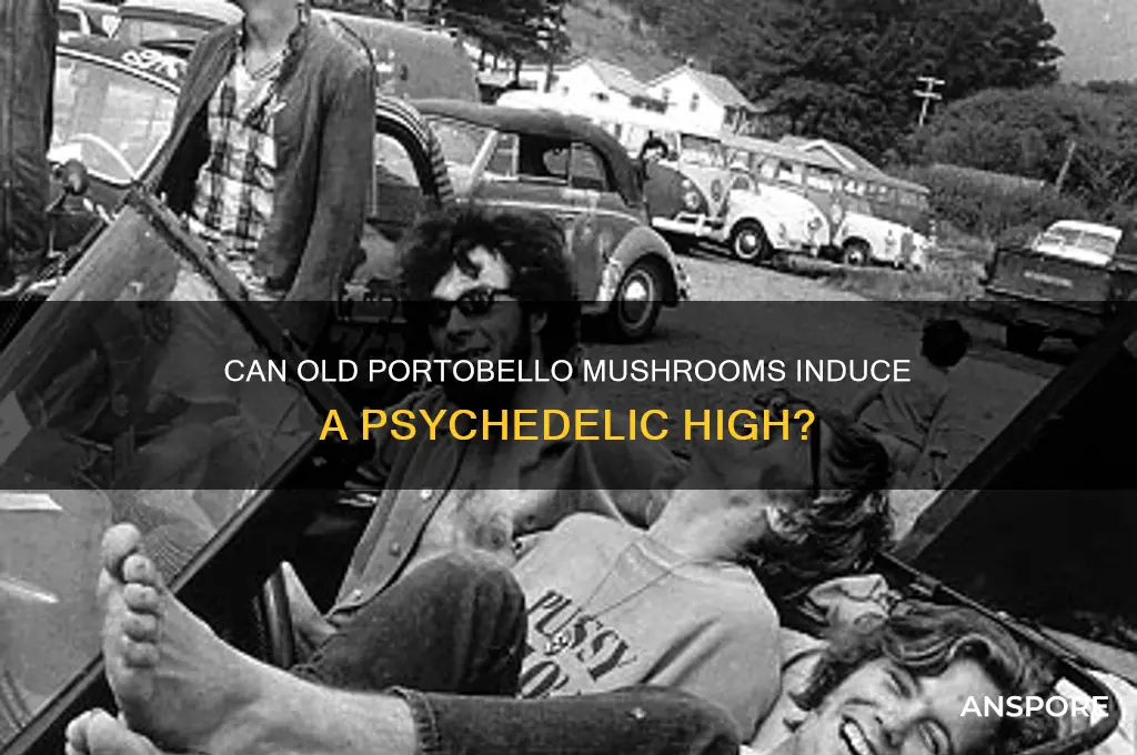 can old portabello mushroom make you high