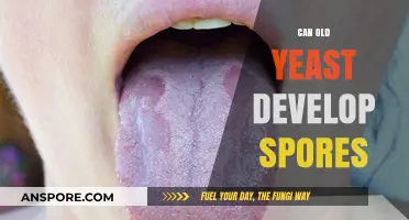 Can Old Yeast Develop Spores? Unveiling the Truth Behind Yeast Longevity