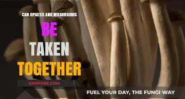 Mixing Opiates and Mushrooms: Risks, Effects, and Safety Concerns