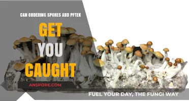 Ordering Spores and PF Tek: Legal Risks and Consequences Explained